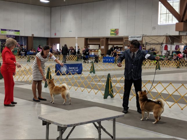 柴犬 AKC チャンピオン